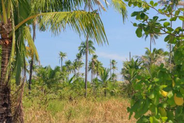 Canlı bir tropikal dekor, açık mavi gökyüzünün altında yavaşça sallanan uzun palmiye ağaçlarını sergiliyor. Yeşillik, Tayland kırsallarının tipik sakin atmosferini oluşturan güneşli bir bölgeyi çevrelemektedir..