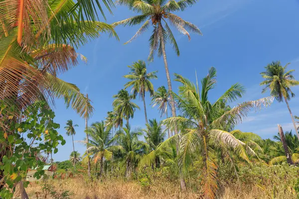 Parlak güneş ışığı altındaki tropikal bir manzaranın güzelliğini gösteren canlı palmiyeler Tayland 'daki açık mavi gökyüzüne doğru uzanır..