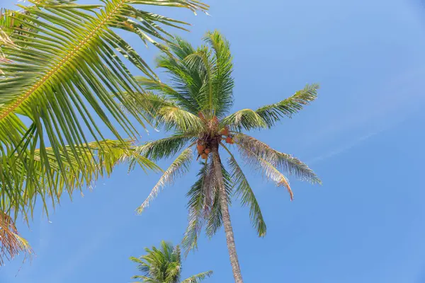 Uzun palmiye ağaçları Tayland 'da açık mavi bir gökyüzünün altında yavaşça sallanırlar. Canlı yeşillik ve tropikal atmosfer rahatlama ve keyif için mükemmel bir ortam yaratır..