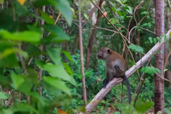 Tayland 'ın yeşil yapraklarıyla çevrili yeşil ormanlarında bir maymun sakince bir dala oturur. Bu huzurlu an, bu tropik cennette bulunan büyüleyici vahşi hayatı yakalar..