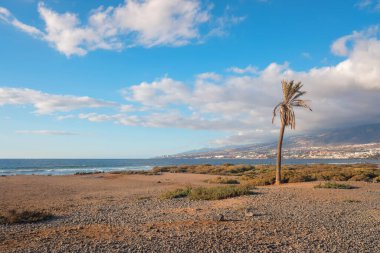Playa de las Americas 'ın kıyı şeridi, Tenerife' de çakıl taşlarına karşı hafif dalgalar, rüzgarda sallanan yalnız bir palmiye ağacı ve uzak dağlar vardır..