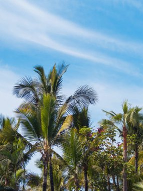Bereketli yeşil palmiye ağaçları ince bulutlu parlak mavi bir gökyüzüne doğru uzanıyor. Tropikal yapraklar, gün ortasında tipik bir sahil cenneti gibi sakin bir ortam yaratır..
