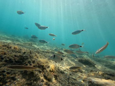 Balık sürüleri kayalık bir deniz yatağının üzerinde zarifçe yüzerler. Güneş ışığı suyun içinden süzülerek bu canlı deniz ortamında sakin bir atmosfer yaratır..
