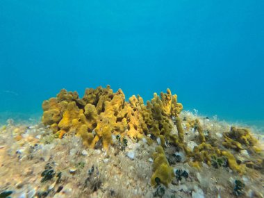 Titrek mercan oluşumları okyanus tabanında, berrak mavi sulardan süzülen güneş ışığıyla aydınlatılır..