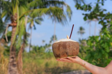 Bir el, güneşli bir günde, Tayland 'da, palmiye ağaçları ve yeşilliklerle çevrili, yemyeşil, yemyeşil, yemyeşil, yemyeşil, yemyeşil, yemyeşil bir yerde kamışla taze bir hindistan cevizi tutar..