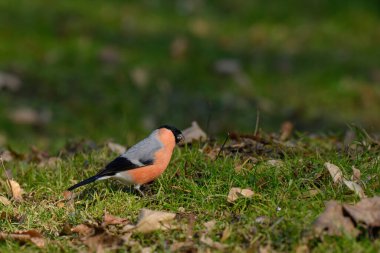 Avrasya ispinozu sonbahar yapraklarıyla kaplı zemini keşfeder, tohum ve böcek arar. Canlı tüyleri manzaranın toprak renklerine karşı duruyor..