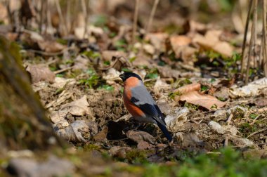Kurumuş yapraklar ve taze yeşilliklerle çevrili bir ispinoz orman zemininde yiyecek arıyor. Kuş yiyecek ararken sahne baharın özünü yakalar..