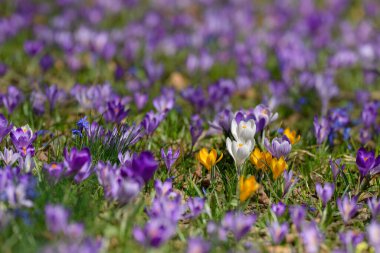 Mor, beyaz ve sarı tonlarda canlı krokus çiçekleri çayır zeminini kaplar. Bu güzel bahar çiçekleri güneşli bir günde meydana gelir..