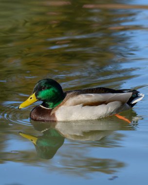Bir yaban ördeği, Anas platyrhynchos, yemyeşil sularla çevrili sakin bir gölette huzur içinde yüzüyor, bu da onun renklerini akşam sonlarının altın ışığında berrak suya yansıtıyor..