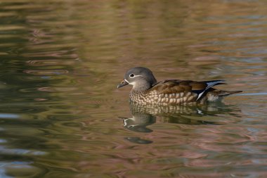 Bu dişi mandalina ördeği Aix galericulata renkli yansımalarla çevrili sakin bir gölette rahatça süzülüyor. Yumuşak dalgalar onun aktiviteleri için sakin bir ortam yaratır..