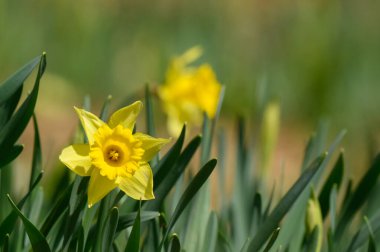 Baharda gür bir bahçede nergisler canlı bir şekilde açar, sarı yaprakları yeşil yaprakların arasında güneş ışığını yakalar. Doğa, çiçeklerin ılık havada parlaması gibi gelişir..
