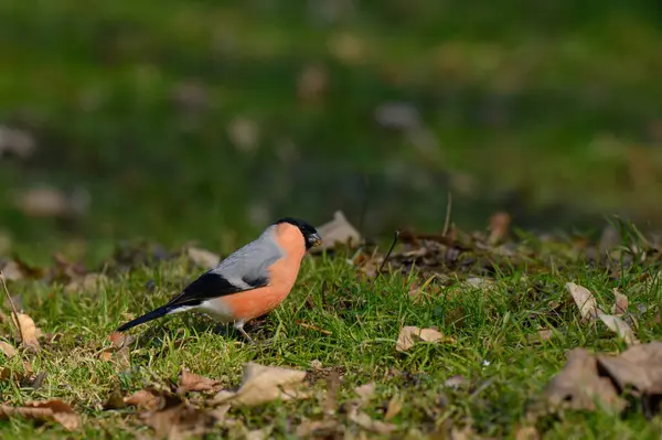 Avrasya ispinozu sonbahar yapraklarıyla kaplı zemini keşfeder, tohum ve böcek arar. Canlı tüyleri manzaranın toprak renklerine karşı duruyor..