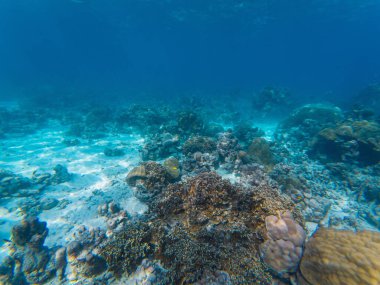 Çizgili çavuşla fantastik deniz yaşamı. Büyük balıklar ve mercanlar doğal bir yaşam alanında. Güzel tropikal turkuaz su, sualtı çekimi..