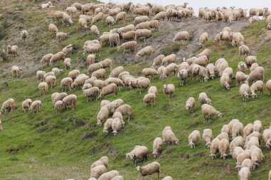 Büyük bir koyun sürüsü İtalya 'nın Toskana kentindeki canlı yeşil tepelerde otlar. Manzara sakin, yuvarlanan tepeler ve berrak bir gökyüzünün altında barış dolu bir tarım..