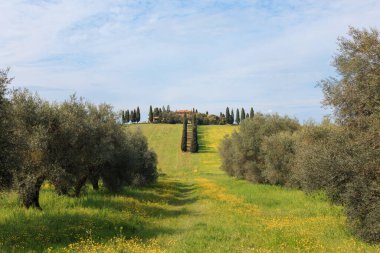 Tuscany 'deki yemyeşil çayırlarda zeytin ağaçları yol boyunca diziliyor. Uzakta, parlak mavi bir gökyüzünün altında selvi ağaçlarıyla çevrili bir tepede bir villa oturuyor..