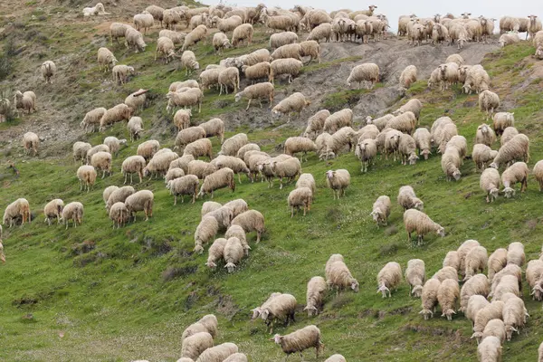 Büyük bir koyun sürüsü İtalya 'nın Toskana kentindeki canlı yeşil tepelerde otlar. Manzara sakin, yuvarlanan tepeler ve berrak bir gökyüzünün altında barış dolu bir tarım..