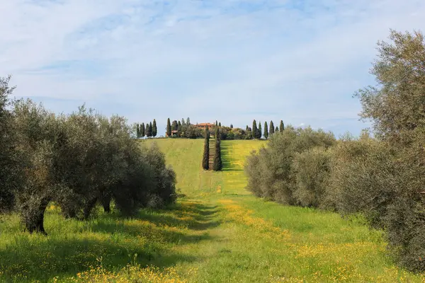 Tuscany 'deki yemyeşil çayırlarda zeytin ağaçları yol boyunca diziliyor. Uzakta, parlak mavi bir gökyüzünün altında selvi ağaçlarıyla çevrili bir tepede bir villa oturuyor..