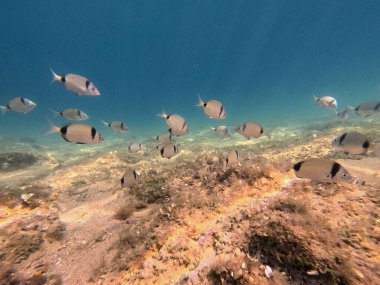 Canlı bir grup küçük balık kumlu bir okyanus tabanının üzerinde kristal berraklığında huzur içinde yüzüyor. Güneş ışınları, canlı deniz yaşamının ortasındaki yollarını aydınlatıyor..