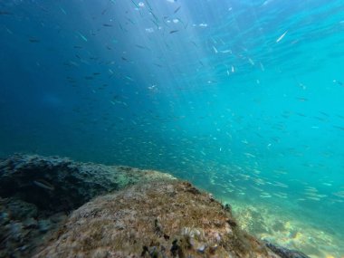 Canlı sualtı sahnesi, berrak mavi sularda kayalık bir deniz tabanında yüzen çeşitli küçük balıkları ortaya çıkarıyor. Güneş ışığı yüzeye nüfuz eder ve su ortamını aydınlatır..