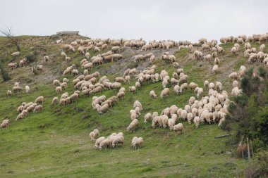 Büyük bir koyun sürüsü bulutlu gökyüzünün altında yeşil bir yamaçta otluyor. Koyunlar yamaca yayıldı, bazıları bir araya toplandı, sakin bir kırsal atmosfer oluşturdu..