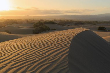 Altın güneş ışığı, gün batımında Fuerteventura 'nın kumlu kumullarının üzerine sıcak bir parıltı saçar ve manzaralı bir çöl manzarası yaratır..