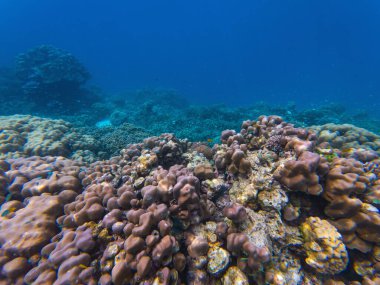 Tayland 'da deniz yaşamı, çeşitli deniz canlılarının büyüleyici dünyası, okyanus balıkları ve mercanlar, su altında çekim..