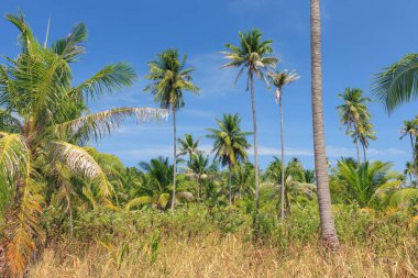 Bereketli palmiye ağaçları, Tayland tropikal doğasında açık mavi bir gökyüzüne karşı kule gibi. Canlı yeşillik ve altın otlar dinlenmek için mükemmel sakin bir atmosfer yaratır..