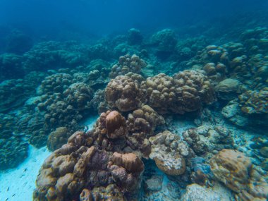 Mercanlarla kaplı, sallanan deniz şakayığı ve canlı palyaço balığı, şaşırtıcı deniz biyolojik çeşitliliği, su altı çekimi..