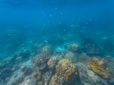 Mercanlarla kaplı, sallanan deniz şakayığı ve canlı palyaço balığı, şaşırtıcı deniz biyolojik çeşitliliği, su altı çekimi..