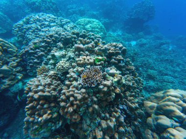 Tayland sularında canlı mercan oluşumları yüzeyin altında gelişir. Bu çeşitli sualtı habitatı renkli mercanları ve deniz yaşamını gözler önüne seriyor, deniz ortamlarının güzelliğini vurguluyor..