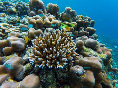 Mercan kayalıkları, berrak turkuaz suyun altında çeşitli şekil ve renklerle kaynıyor. Etrafa saçılmış küçük balıklar, sualtı çekimleri....