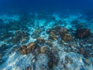Değişik deniz yaşamı için mercan ve çarpıcı yaşam alanları ile kaynayan canlı deniz tabanı, güzel, giderek daha fazla tehlike altında olan ekosistem, su altında çekim..