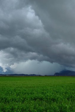 Koyu, yoğun bulutlar yemyeşil tarlaların üzerinde beliriyor. Bu da yağmurun gün boyunca bu kırsal alana yağmaya başlamasıyla yaklaşan seli gösteriyor..
