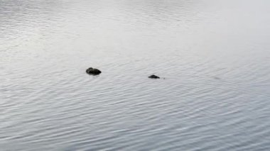 Bulutların ve gökyüzünün yansımasının sakin mavi suları. Su yüzeyinin dokusu. Küçük dalgaların hareketi. Deniz perisi. Rahatla.