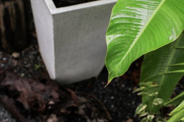 Yağmurdan ya da sabah çiğ tanesinden damlayan yeşil yapraklar. Bahçe bahçesinde yağmur damlaları olan yeşil yaprak doğası..