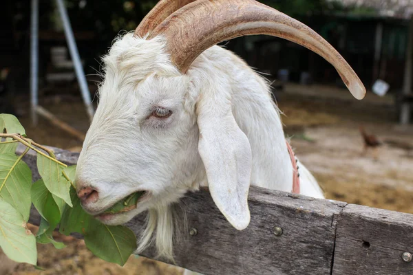 Goats Wooden Shelter Goat Farm Agricultural Culture Wildlife Animals Summer — Stock Photo, Image