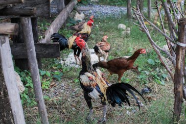 Organik bir çiftlikte tavuk, çayırda özgürce otlanıyor. Organik tarım, hayvan hakları, doğa kavramına dönüş.