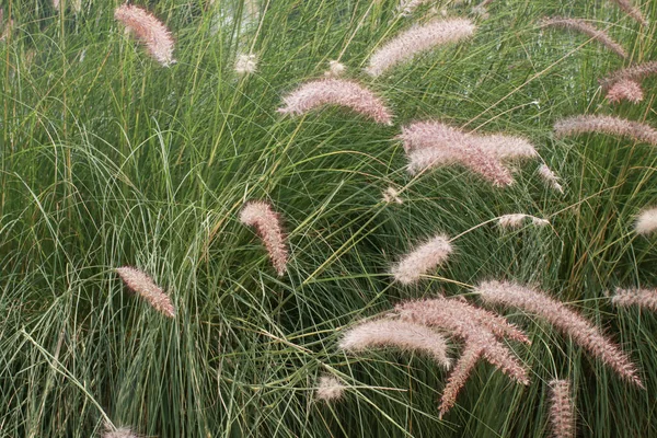 Purple Fountain Grass Plant Pennisetum Alopecuroides Hameln Showy Ornamental Grass — Stock Photo, Image