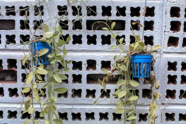 Ivy beyaz duvarlarda asılı plastik kaplarda büyüdü. Evin dış yüzeyinde gerçekçi beyaz tuğla duvarlar var. Ev dekorasyonu