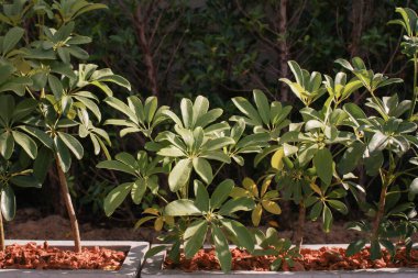 Kırmızı sedir ağacı parçacıklarıyla güneş ışığı altında çimenlik bahçe yatağı. Doğal kaynaklı organik madde. Balkon bahçesinde duran yeşil bitki.