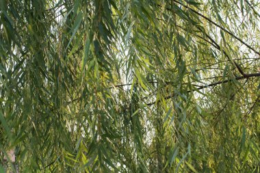 Güneş ışığıyla ağlayan söğüt ağacı. Sivri uçlu ve tabanlı yeşil yapraklar. Açık yeşil yaprakların altında. Arkaplan dokusu.