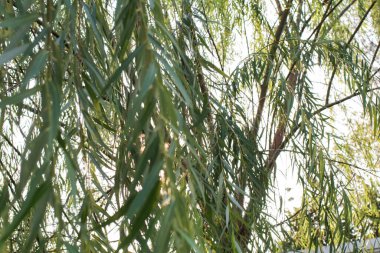 Güneş ışığıyla ağlayan söğüt ağacı. Sivri uçlu ve tabanlı yeşil yapraklar. Açık yeşil yaprakların altında. Arkaplan dokusu.