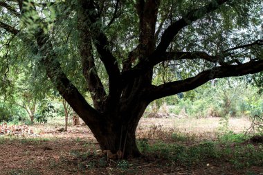 Ağaçların gövdesinden yeşil yapraklara, tropikal ormanlarda güneş ışığı alan ağaçlara. Güneşli bir günde küçük yapraklı orman ağacı. Parkta taze ortam.