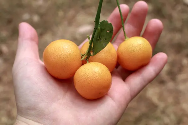 Fresh mandarin oranges fruit on hand in garden. Working on the fruit harvest. Mandarin Orange citrus fruits grow on citrus tree.