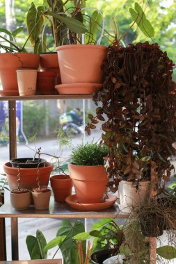 Raflarda sulu ve kaktüs bitkileri var. Kapalı alan iklimi ve iç tasarım için ev bitkileri. Beyaz seramik kaplarda sergilenen çeşitli tropikal bitkiler.