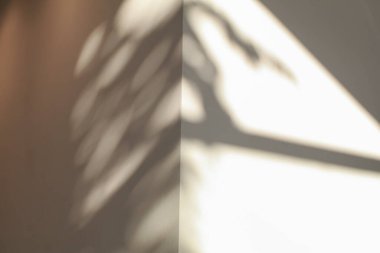 Beyaz köşedeki beton duvar dokusundaki yaprakların gölgesi. Gölge arkaplanı. Beton duvarlı tropik yaz arkaplanı.