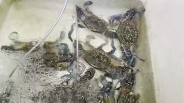 Tayland 'da balık pazarında taze canlı yengeçler satılıyor. Asya mutfağındaki lezzetli deniz ürünleri kadar taze yemek için restoran ve market..