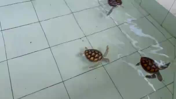 Groep Van Baby Zeeschildpadden Zwemmen Een Zwembad Kwekerij Voor Baby — Stockvideo