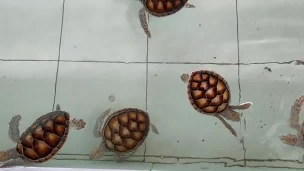 Grupp Havssköldpaddor Simmar Pool Barnkammare För Bebissköldpaddor Hand Utrotningshotade Arter — Stockvideo