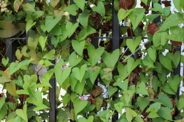 Yeşil sarmaşık yaprağı, doğal doku arkaplanı. Yeşil sarmaşık yaprakları - tırmanma ya da sürünen ağaç bitkisi. Arkaplan tasarımı ve eko